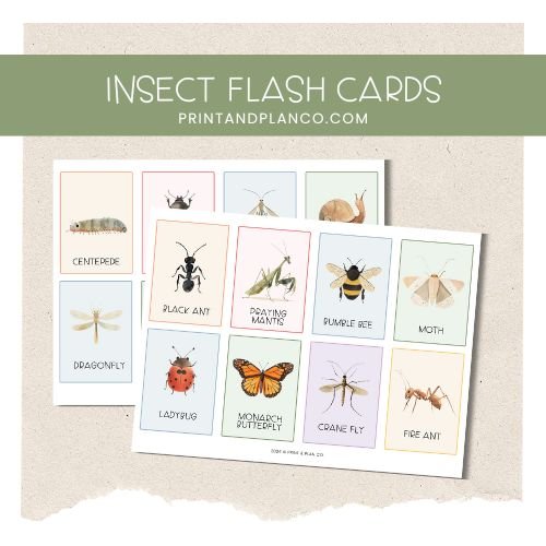 Insect Flash Cards Printable